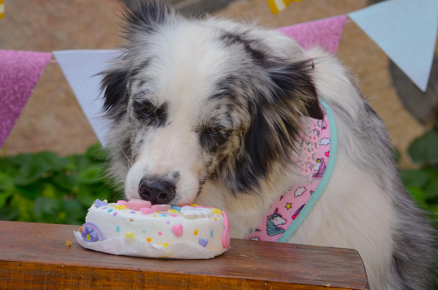GalleTarta de Cumpleaños - pastel especial para celebrar el cumple de tu fiel amigo Woof Natural - Puro & Simple - Obrador canino artesanal para perros felices