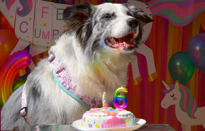 GalleTarta de Cumpleaños - pastel especial para celebrar el cumple de tu fiel amigo Woof Natural - Puro & Simple - Obrador canino artesanal para perros felices