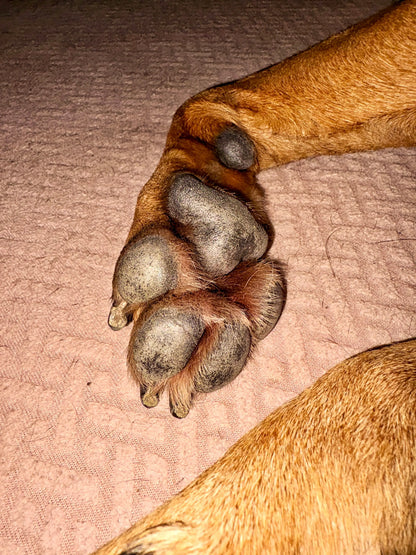 WOOF Bálsamo Patas y Trufa
