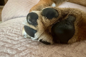WOOF Bálsamo Patas y Trufa Woof Natural - Puro & Simple - Obrador canino