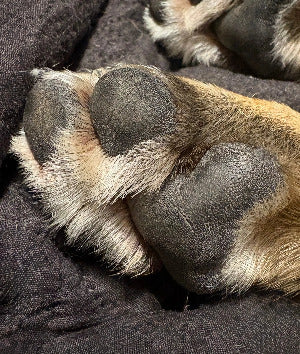 WOOF Bálsamo Patas y Trufa