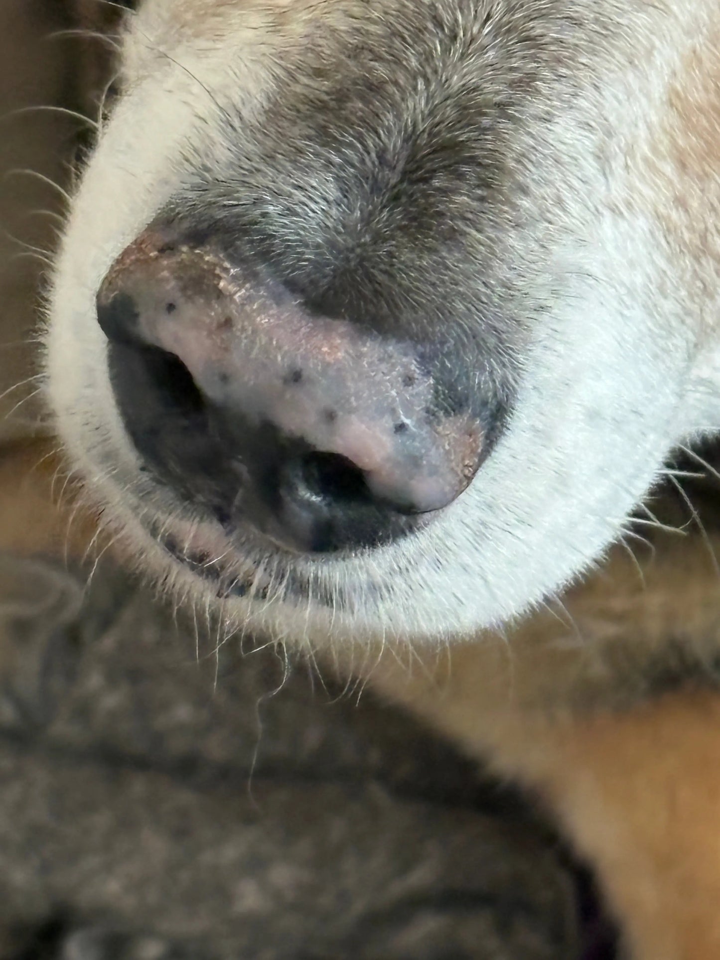 WOOF Bálsamo Patas y Trufa
