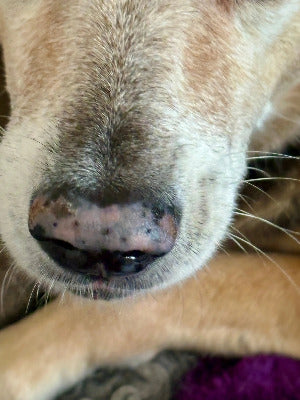 WOOF Bálsamo Patas y Trufa